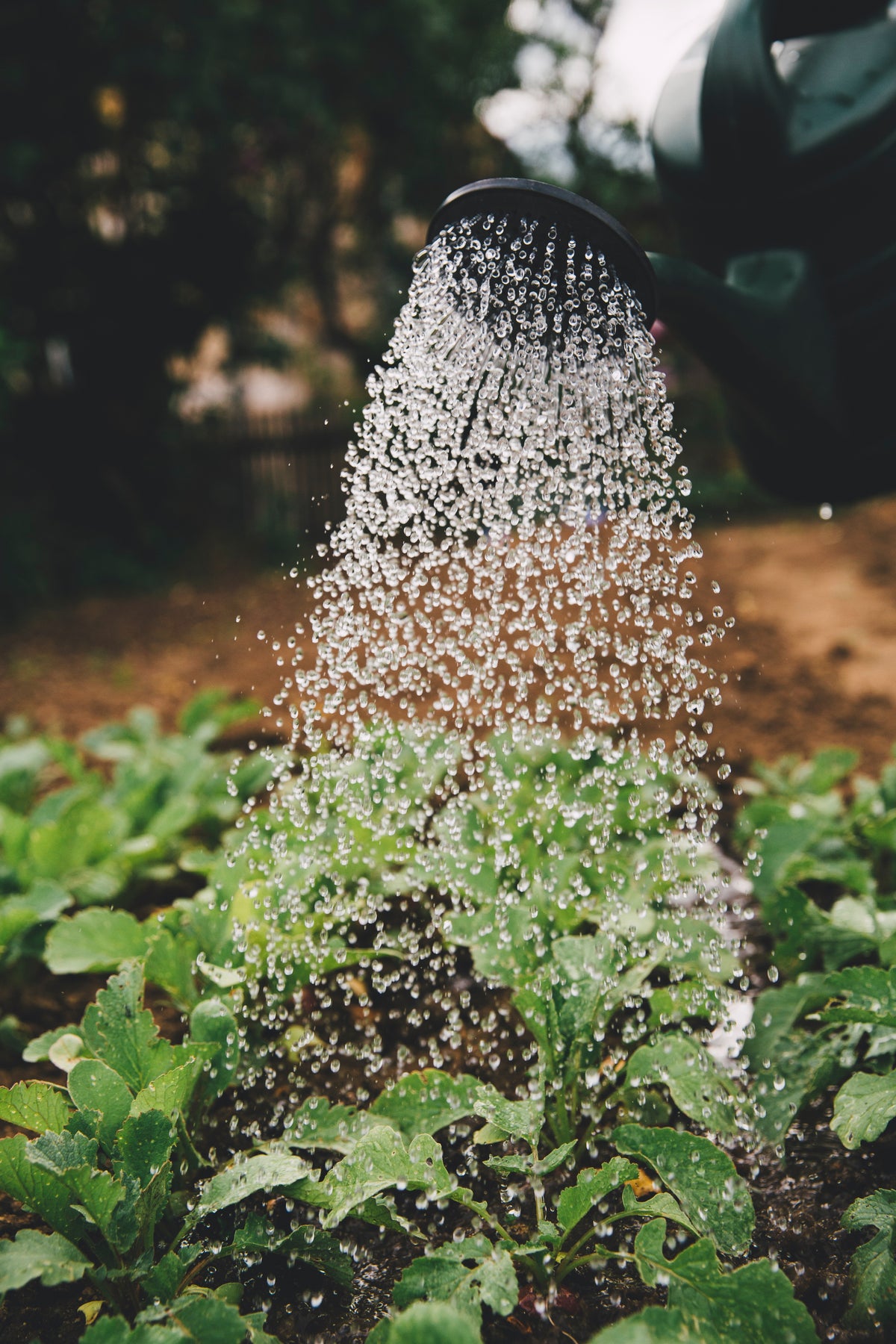 How Filtered Water can Significantly Impact the Plant's Growth