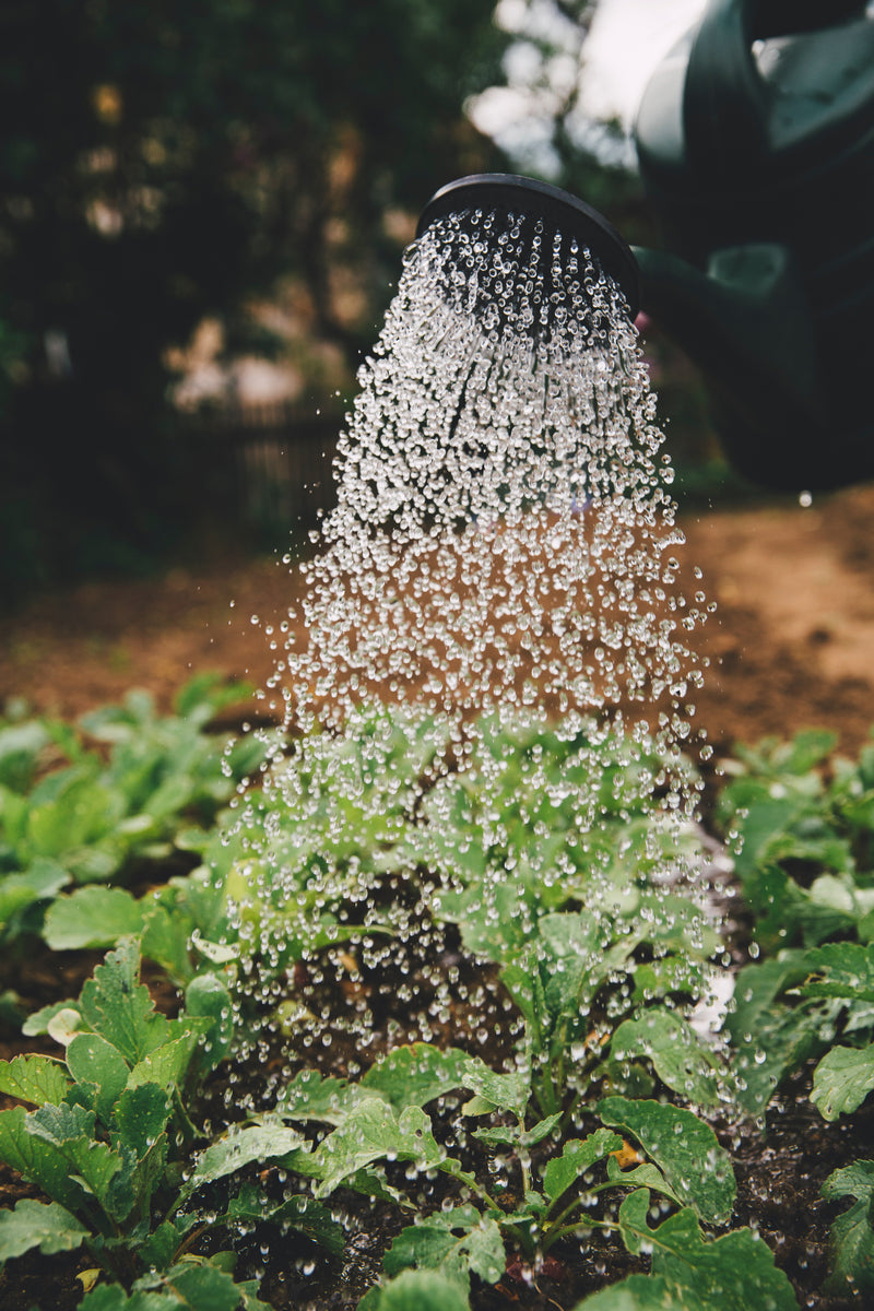 How Filtered Water can Significantly Impact the Plant's Growth
