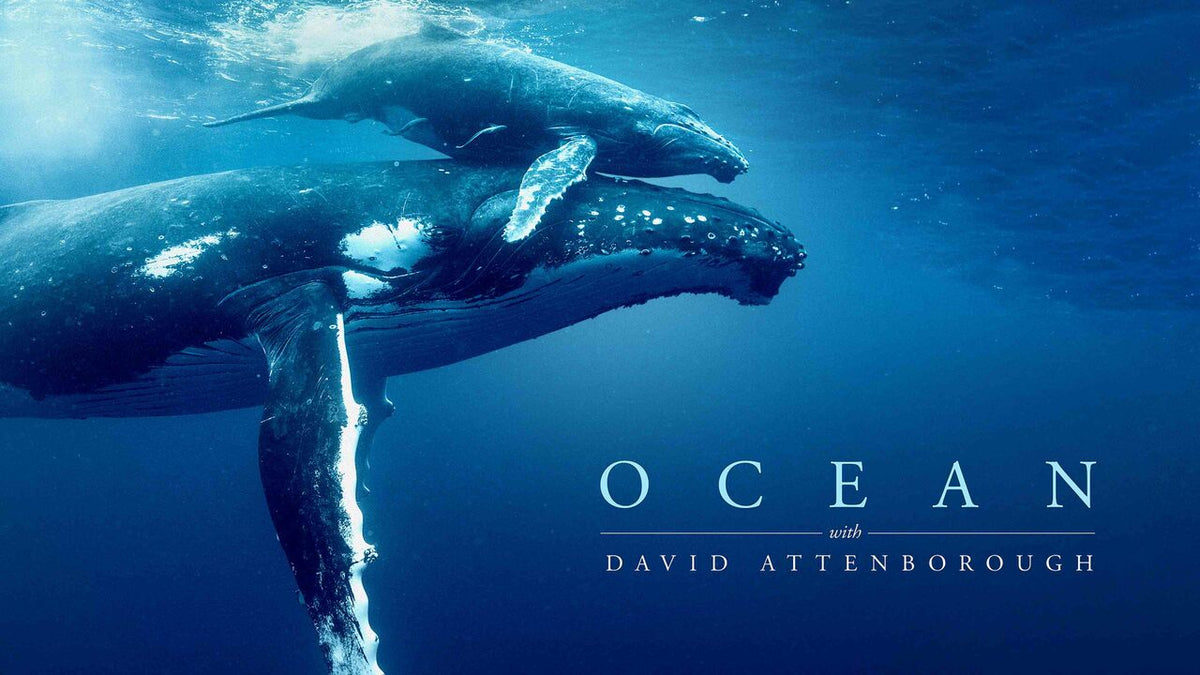 David Attenborough Warns About Our Oceans– Terra Is Fighting Plastic at the Source
