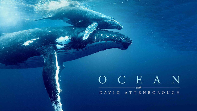 David Attenborough Warns About Our Oceans– Terra Is Fighting Plastic at the Source